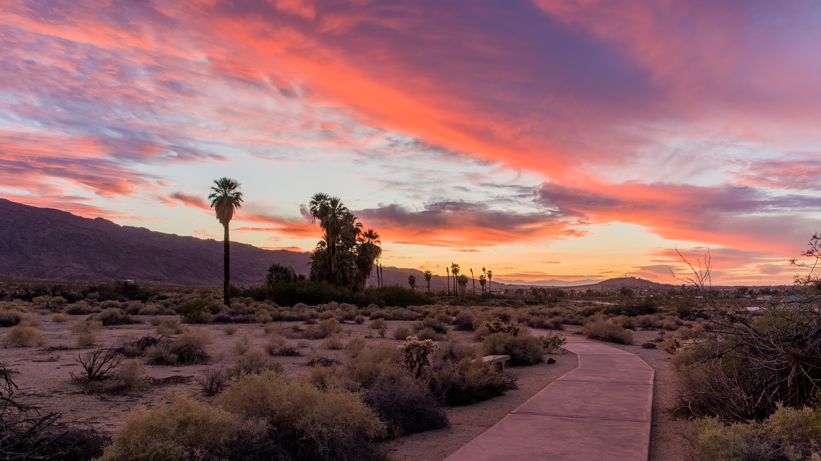 A colorful sunset over a paved path that goes between shrubs towards desert palms in the distance.