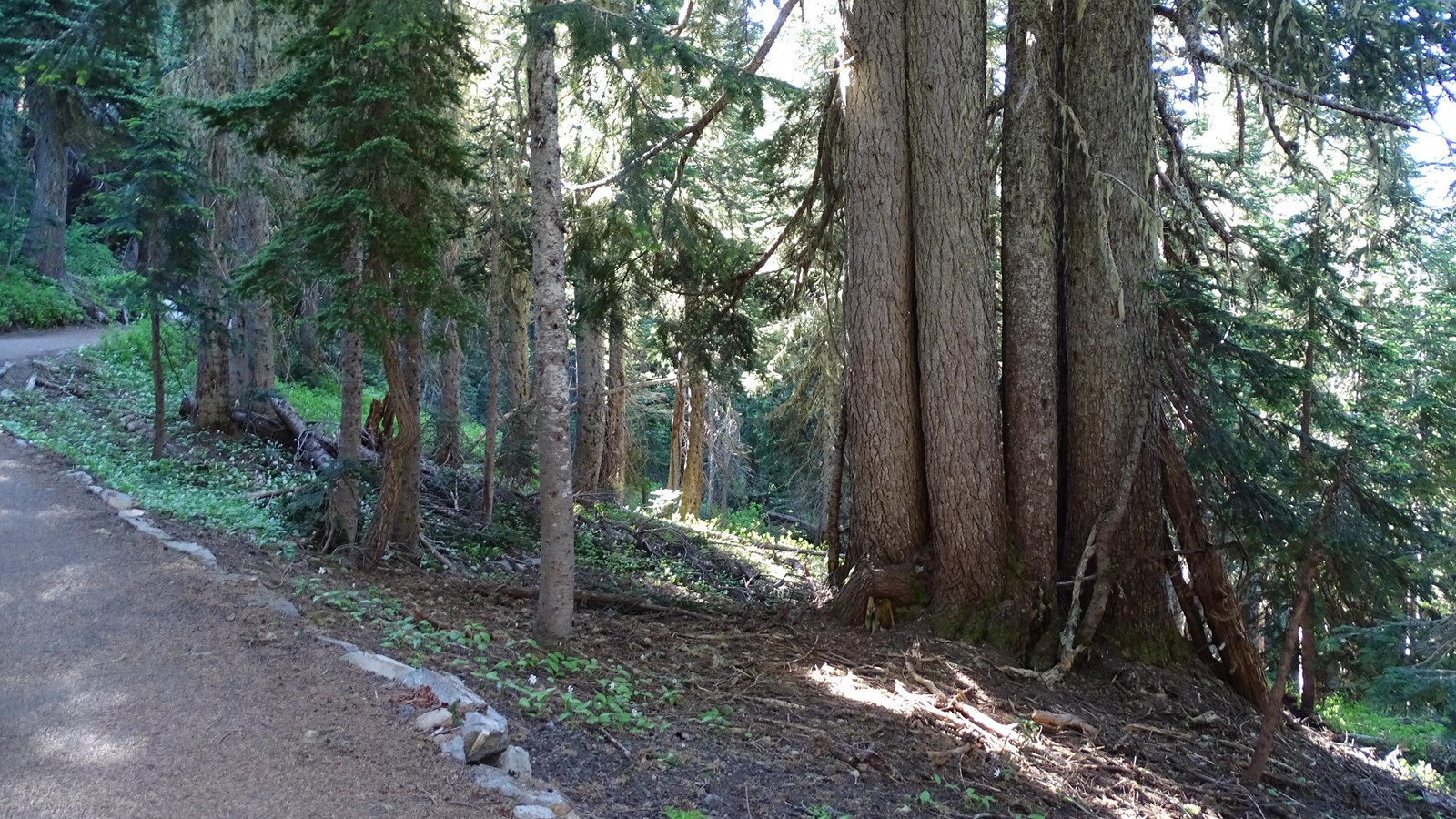 Four equally sized tree trunks appear to grow out of the same point to the right of the trail.