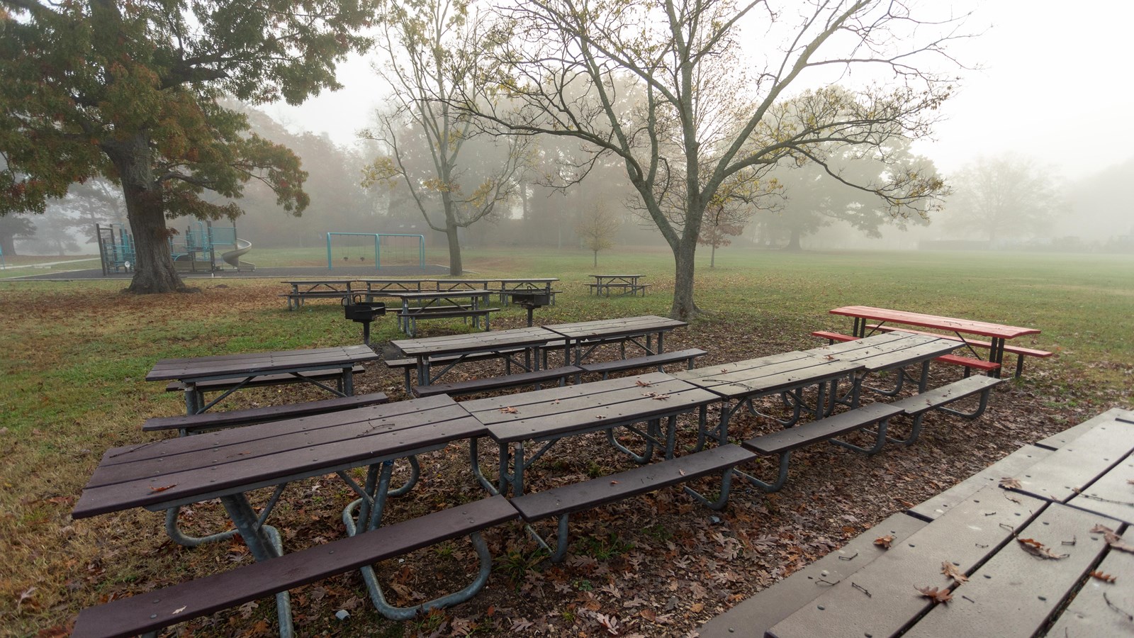A grassy picnic area with wooden tables
