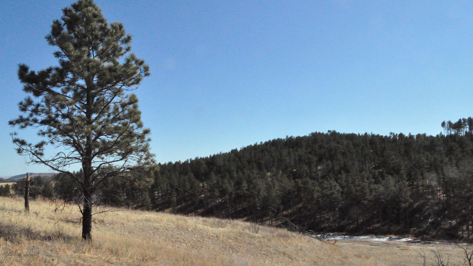 The prairie grasses meet the edge of a pine forest.