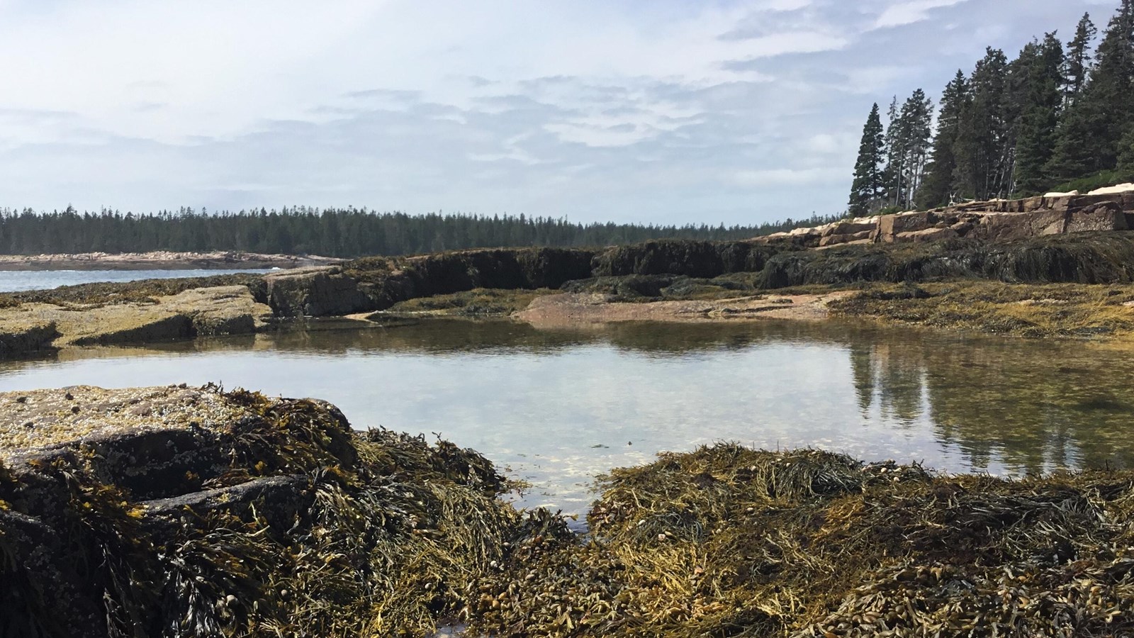 Coastline with water and rock seaweed