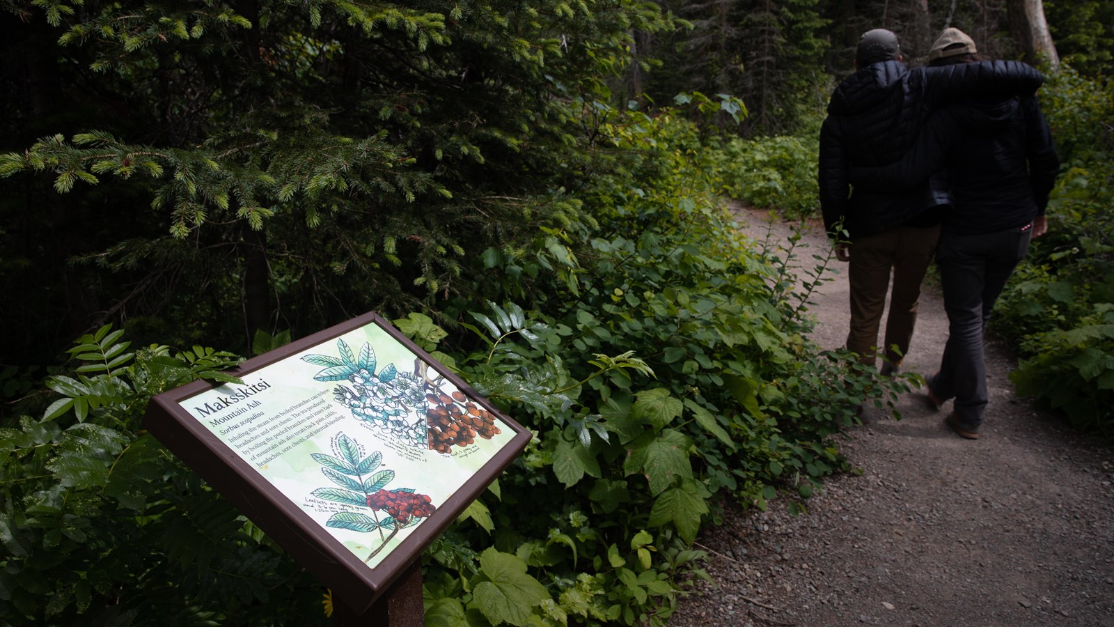 A small wayside with a watercolor drawing of mountain ash with explanatory text.