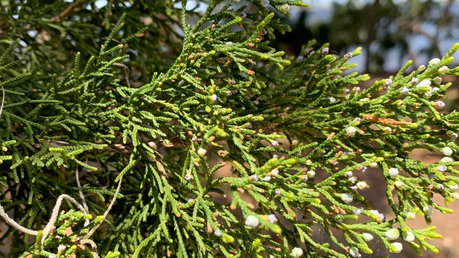 A branch of red cedar scaled leaves
