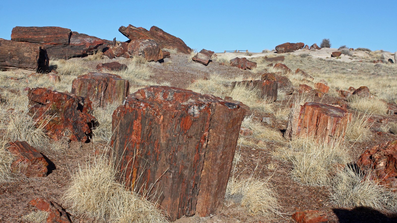 Large, colorful pieces of petrified wood cover a grassy hill with blue sky above.