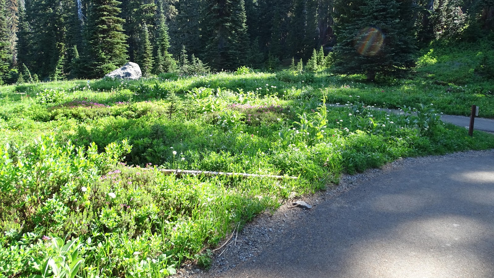 Open meadow full of low grasses, flowers and large boulders