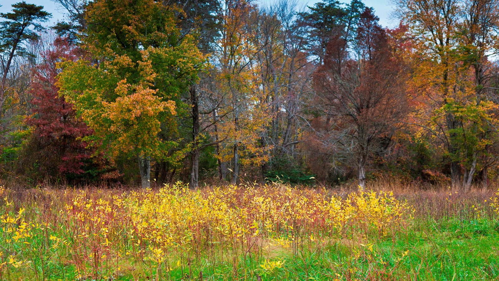 A field with high grasses in fall colors.