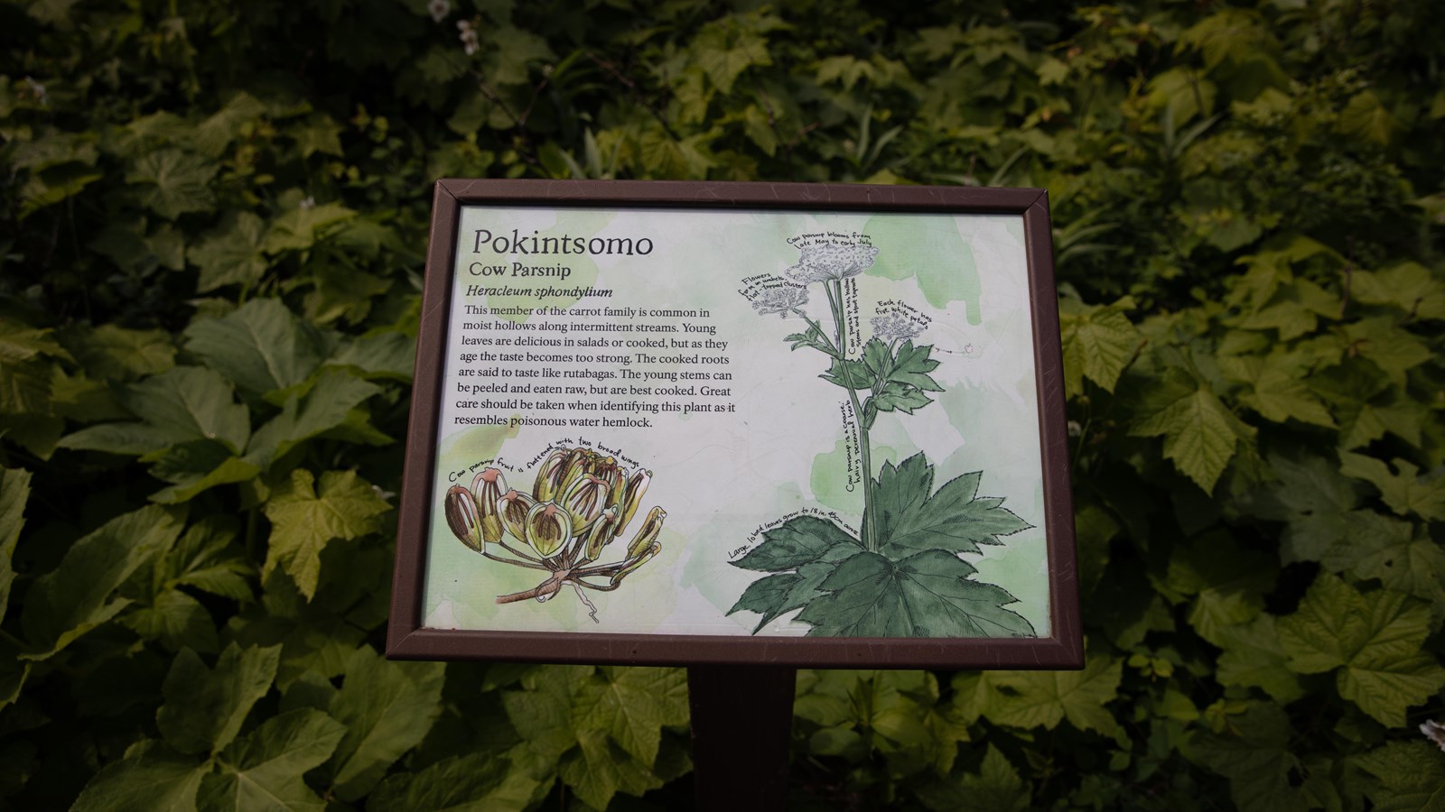 A small wayside with a watercolor drawing of cow parsnip with explanatory text.