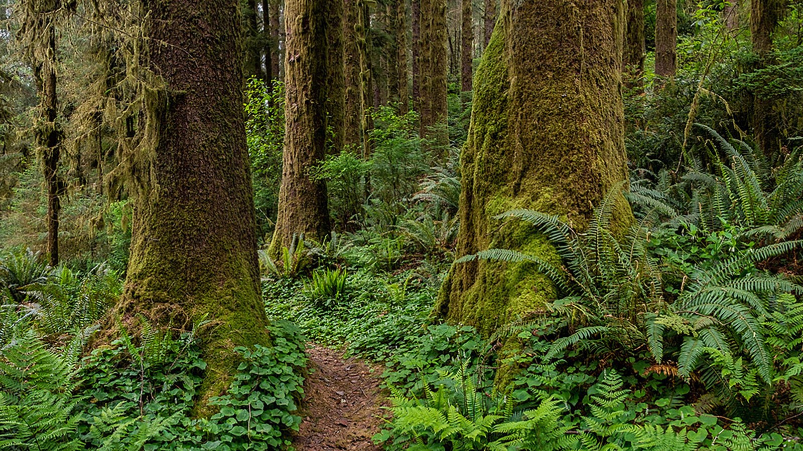 A trails passes under wide trees, while ferns and plants grow on the forest floor.