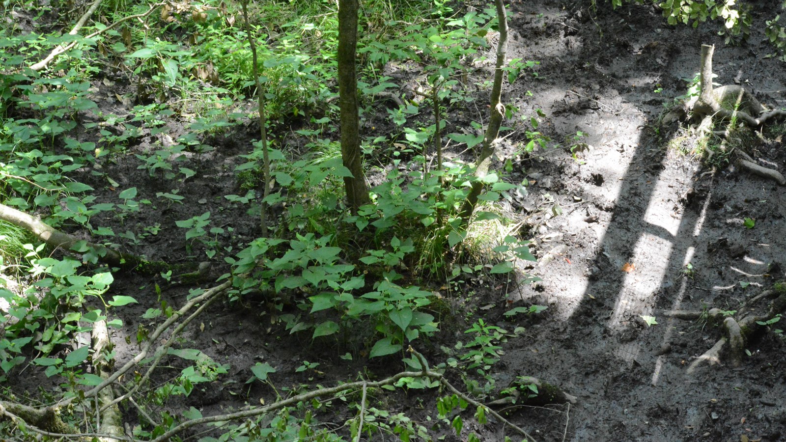 A photo of dense mud, a forest floor 