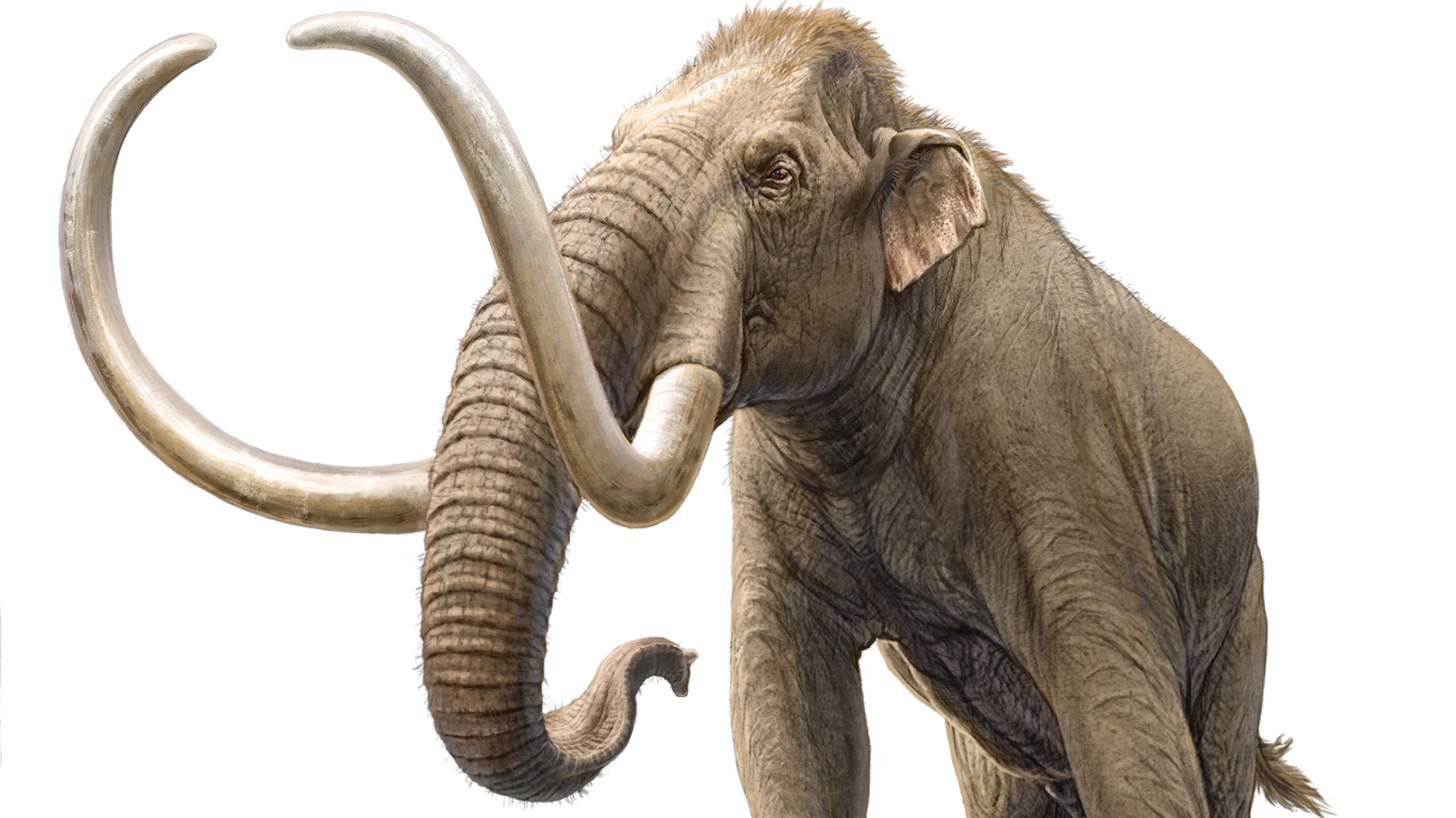 All About Columbian Mammoths (U.S. National Park Service)
