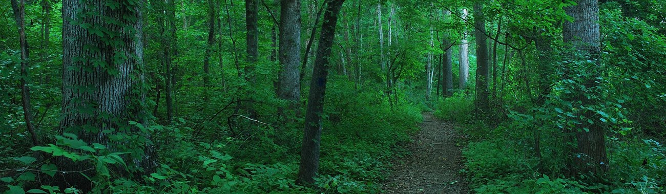 Hiking trail through a lush forest.