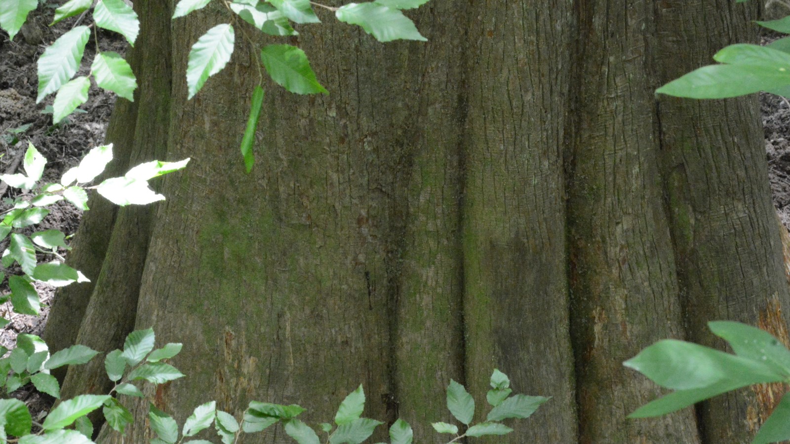 The base of a large tree