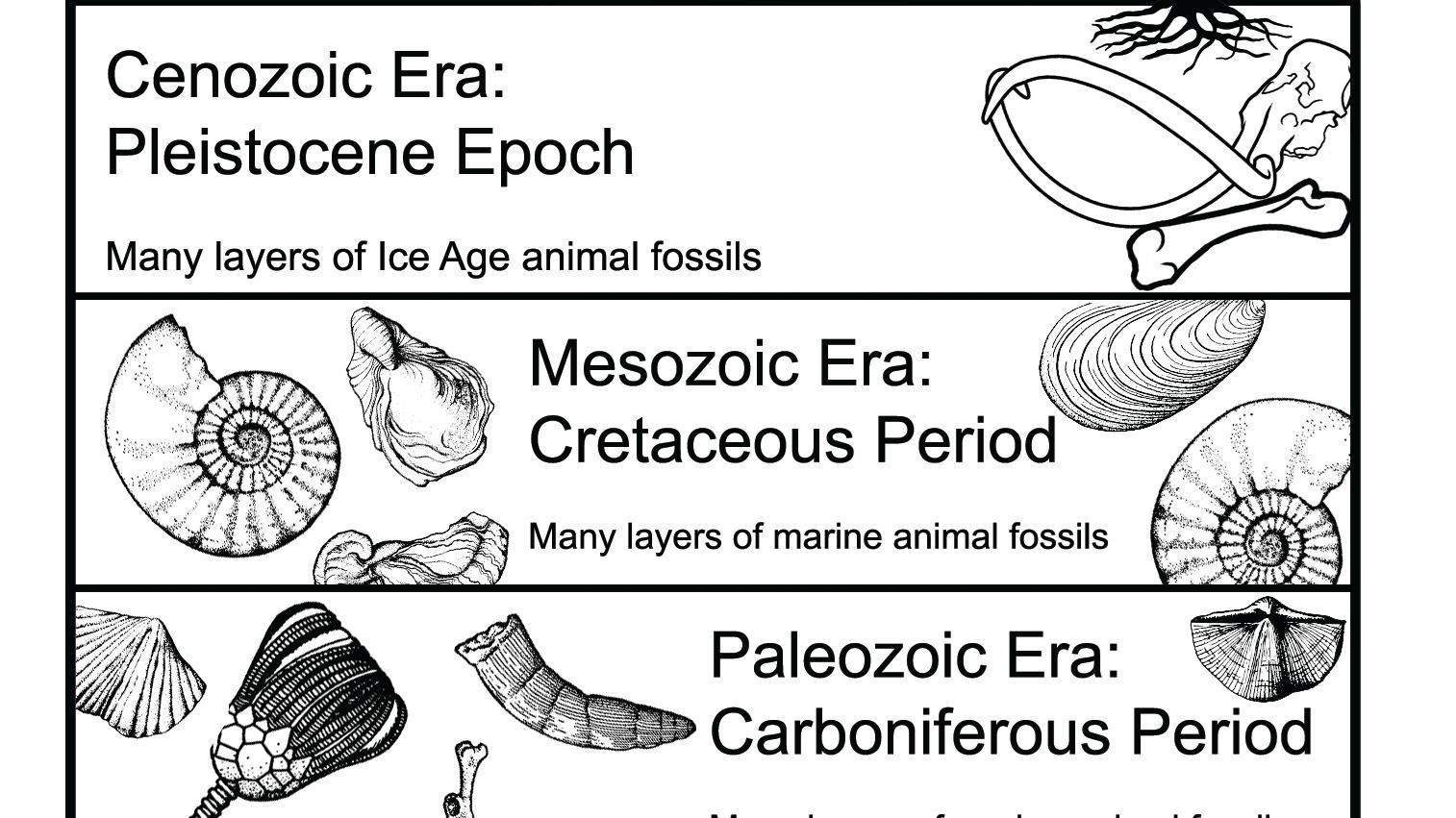 Drawing of three rock layers and associated fossils: Pleistocene, Cretaceous, and Carboniferous