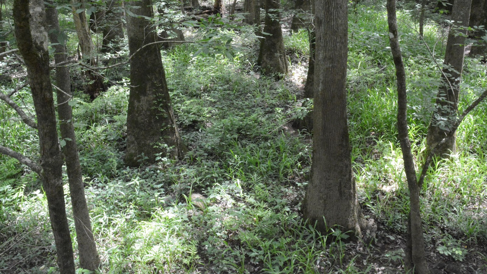 A group of trees with wide bases in a forest