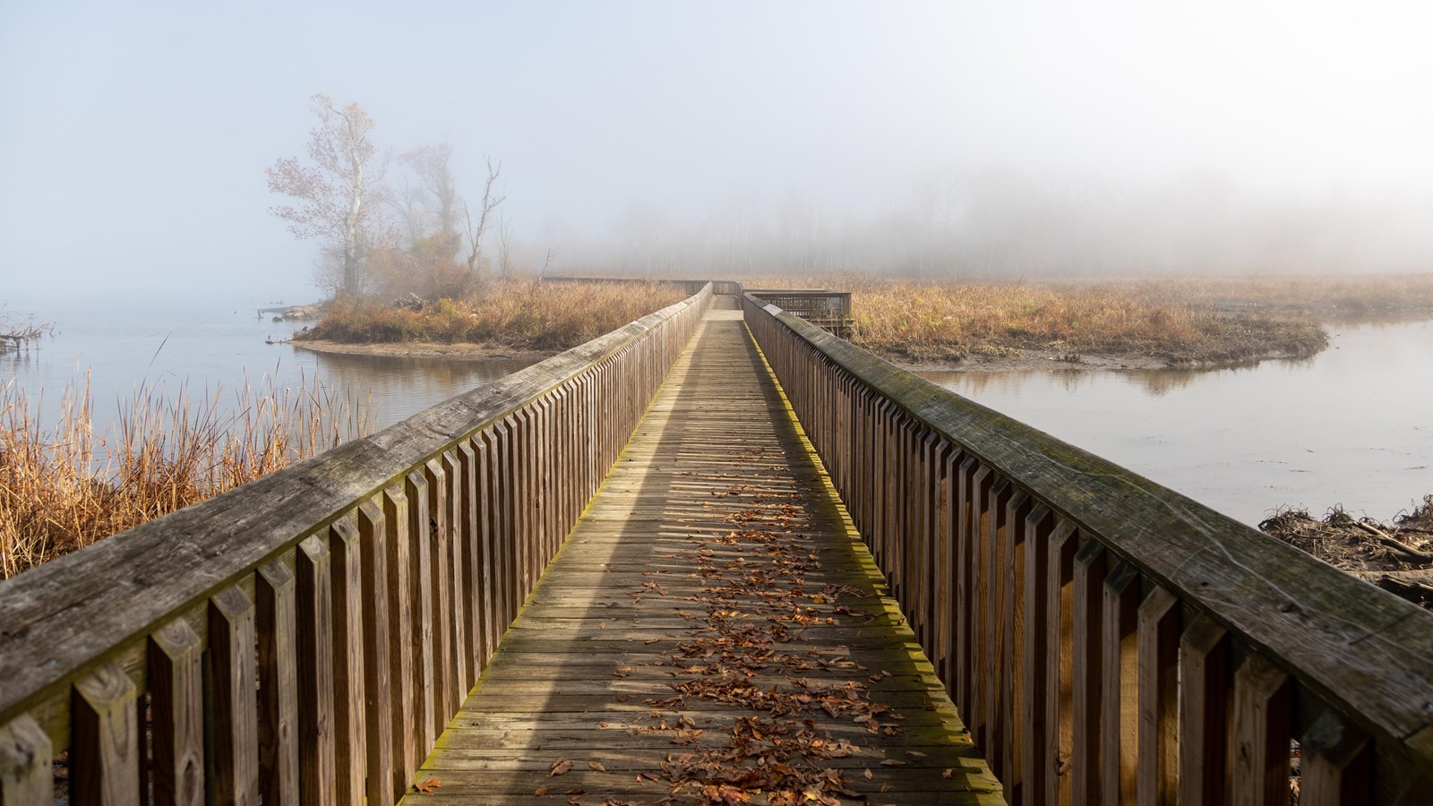 A wooden boardwalk extends through a lush green marsh