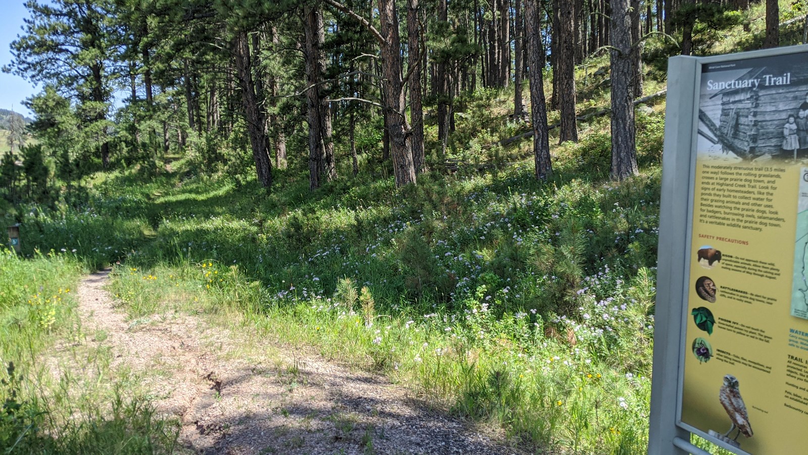 The trail leads away from the trailhead sign along the edge of a ponderosa forest. 