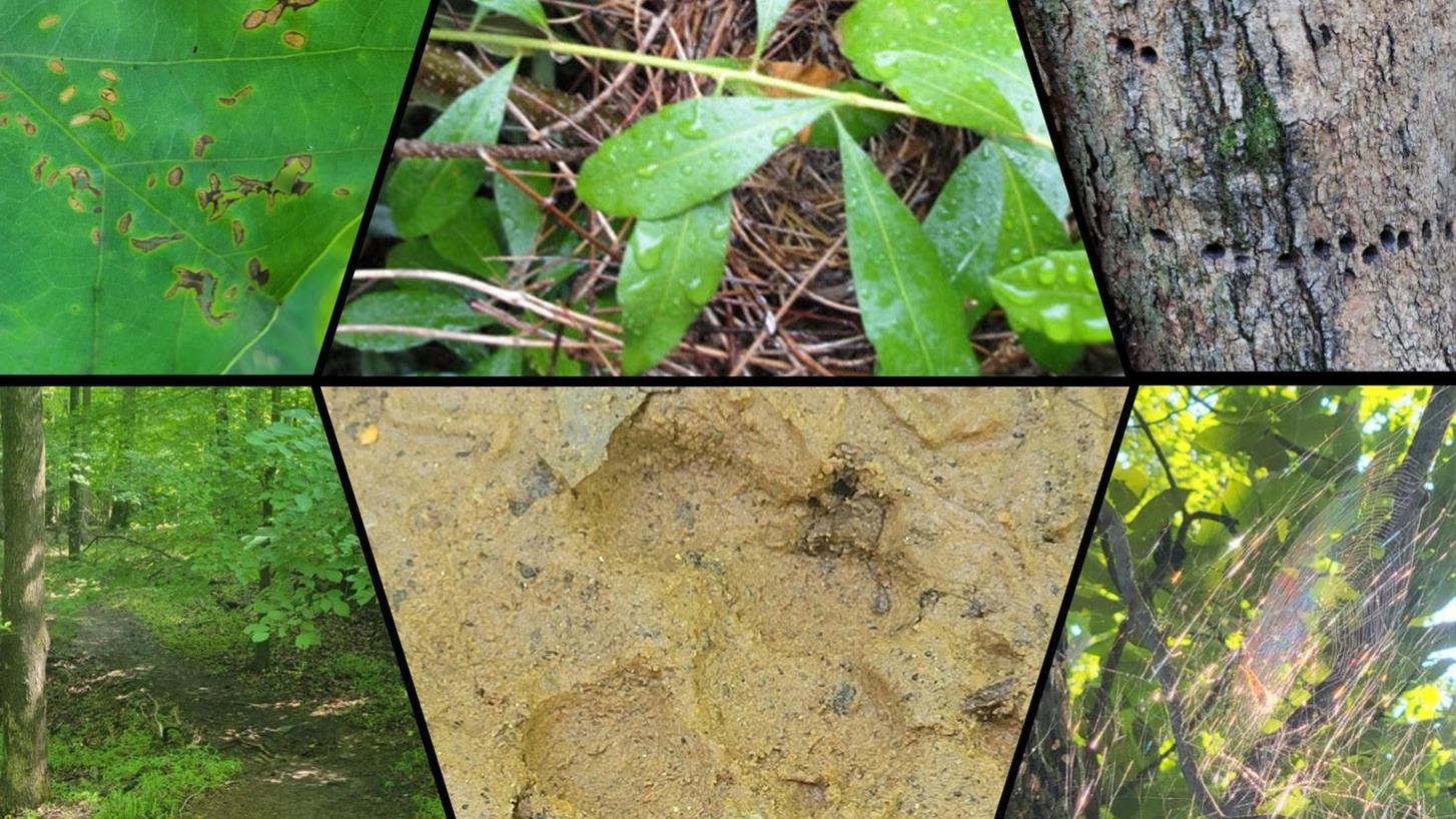 This image depicts ways animals affect the landscape. Tracks in mud, holes in bark, nests in leaves.