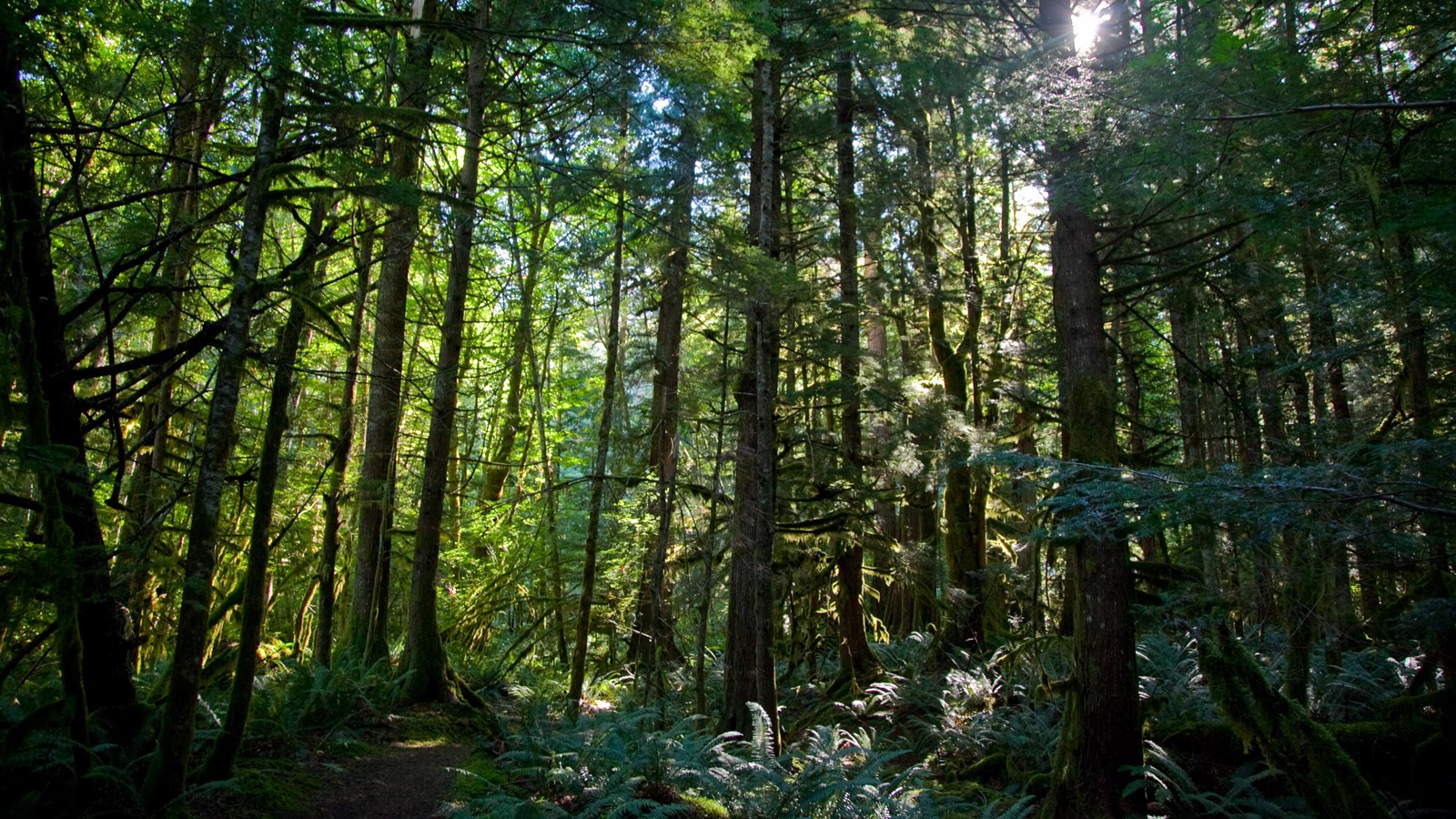 The sun shines through the trees of a thick, green forest.