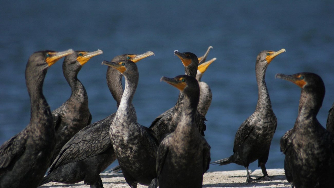 A group of dark grey birds with orange faces standing on a dock