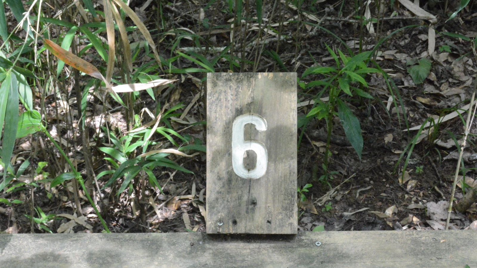 A wooden placard with the number 6, attached to a boardwalk trail through dense forest