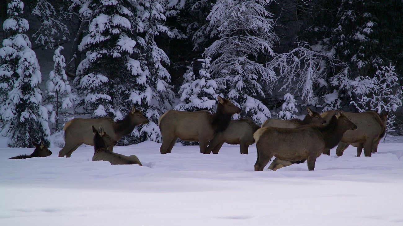 A group of about 9 elk stand and lay in snow up to their knees. 