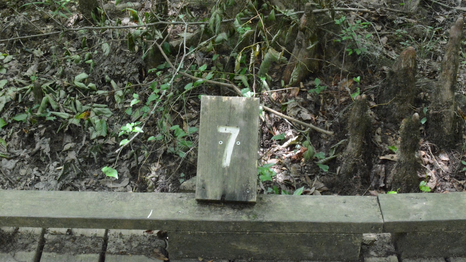 A wooden placard with the number 7, attached to a wooden boardwalk trail through dense forest