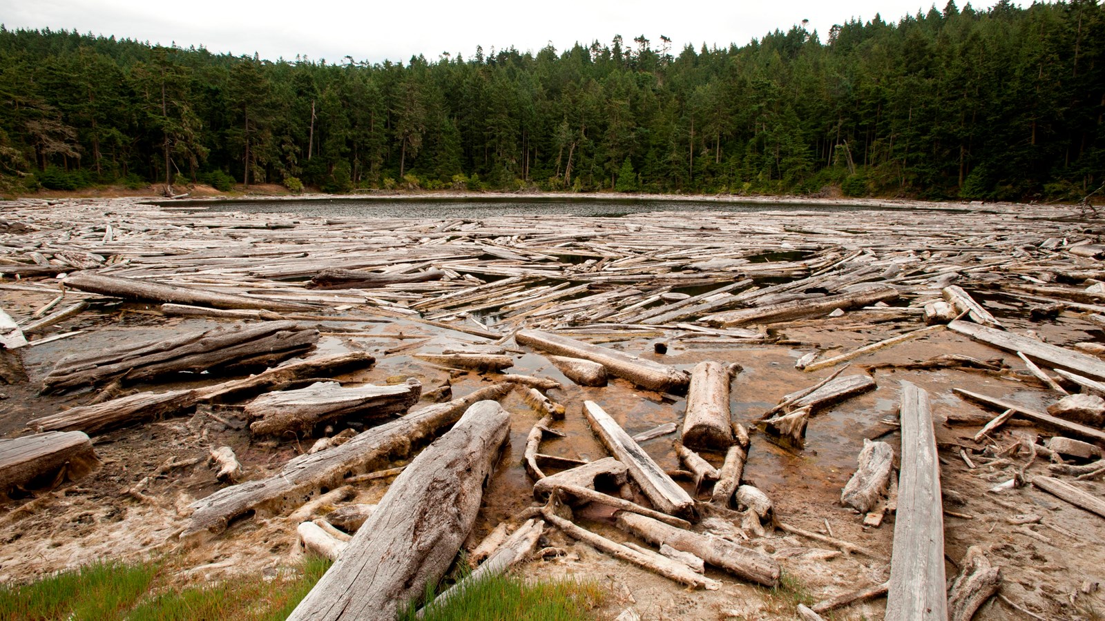 beige wet sand covered with many bleached driftwood logs. A line of pine trees is on the horizon