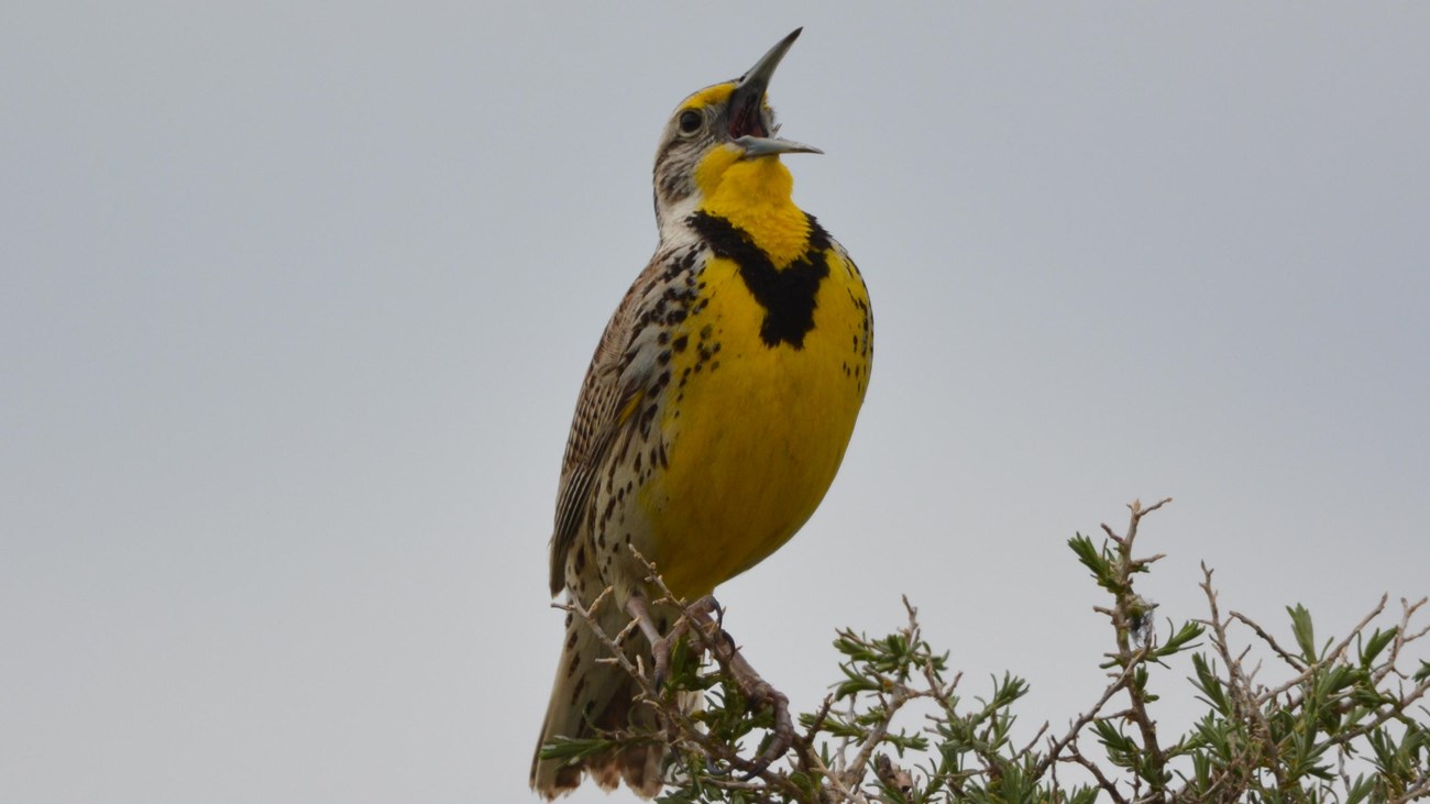 A yellow breasted bird with brown wings and head sings at the top of a tree with needles. 