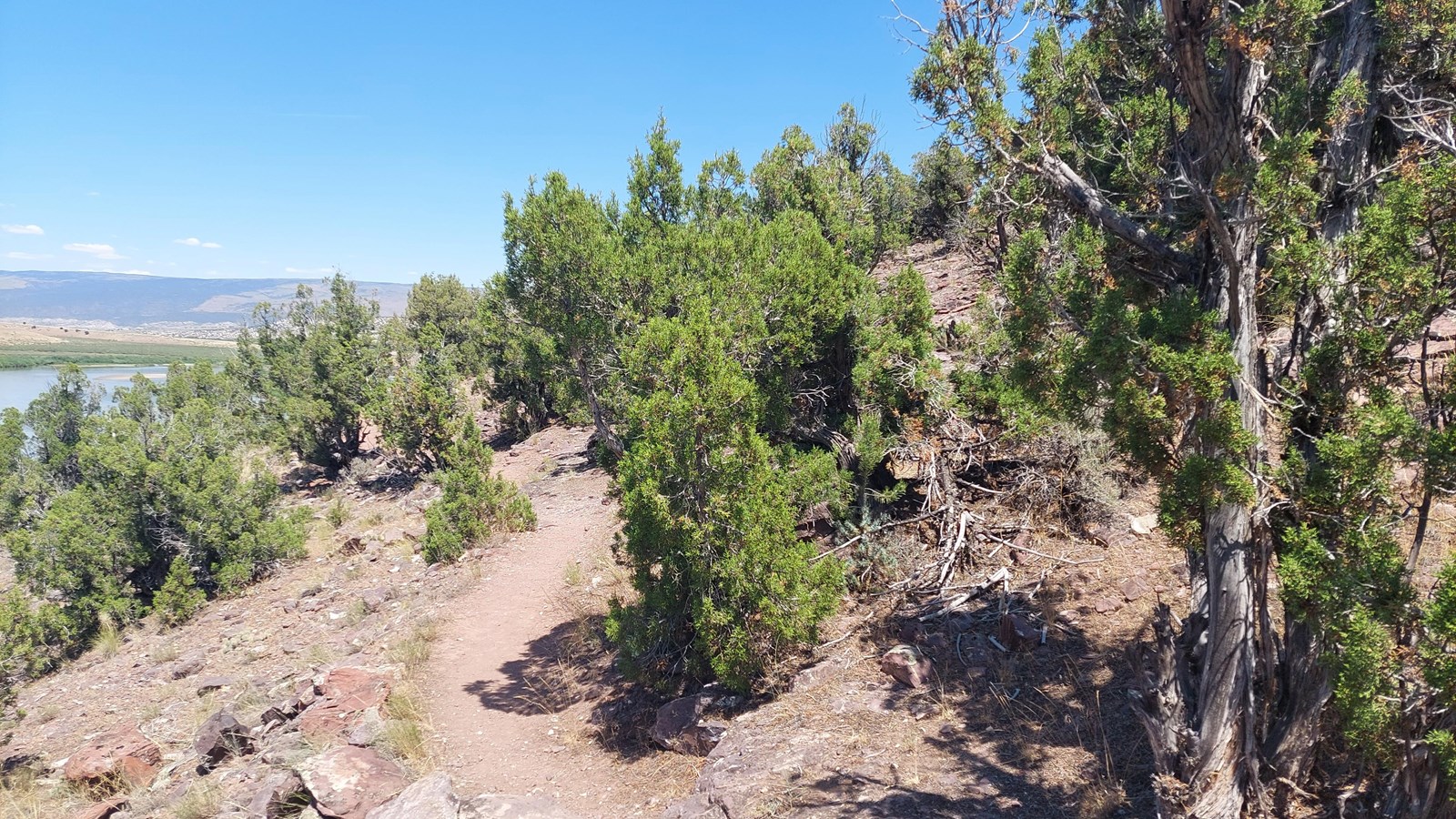 Shrub-like juniper and pine trees growing on a desert hillside.