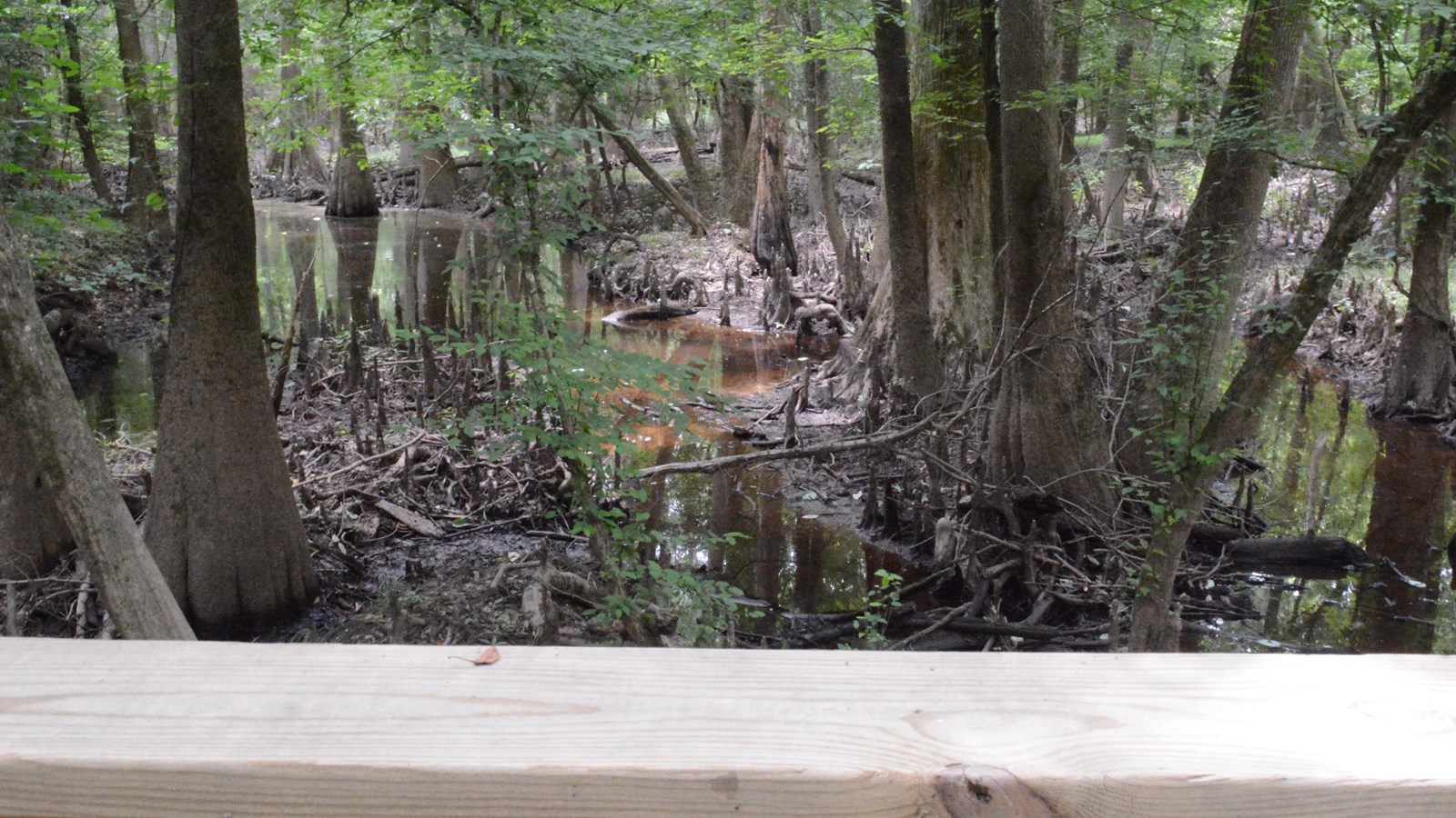 A shallow body of water just beyond the boardwalk trail. Trees are growing from the water.