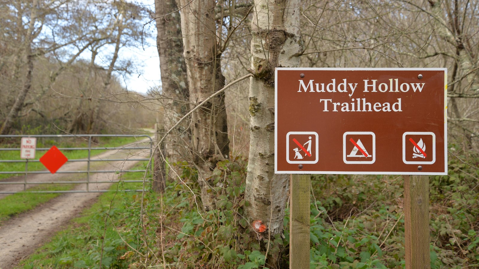 A two-track dirt road with a metal gate lined by trees, a brown trailhead sign to the right of it