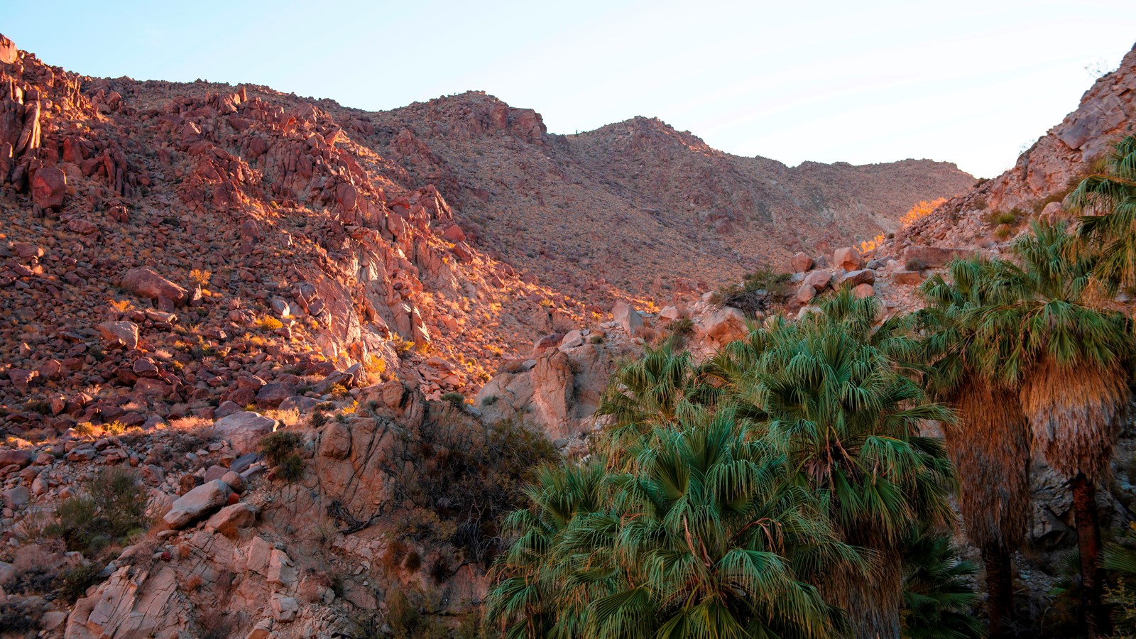 A group of desert palms in a rocky canyon with the sunrise lighting up the far canyon wall.