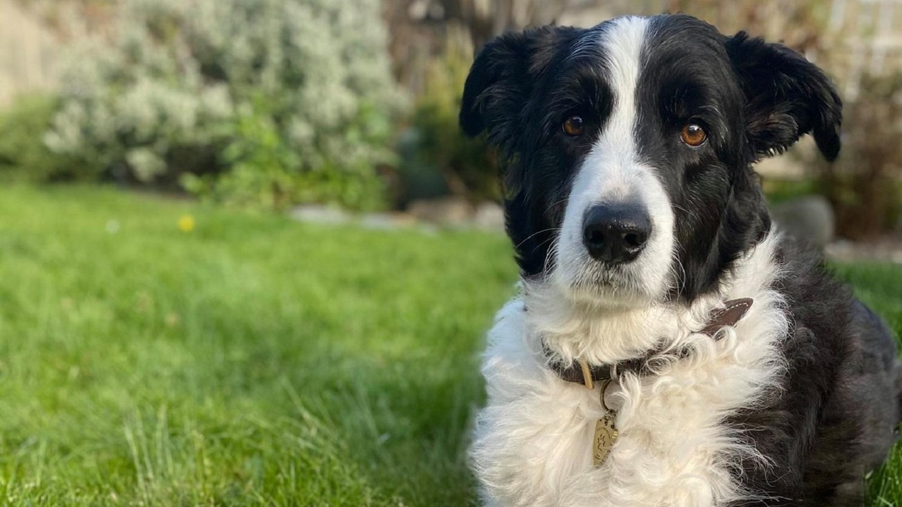 A black and white dog poses with a ranger hat.