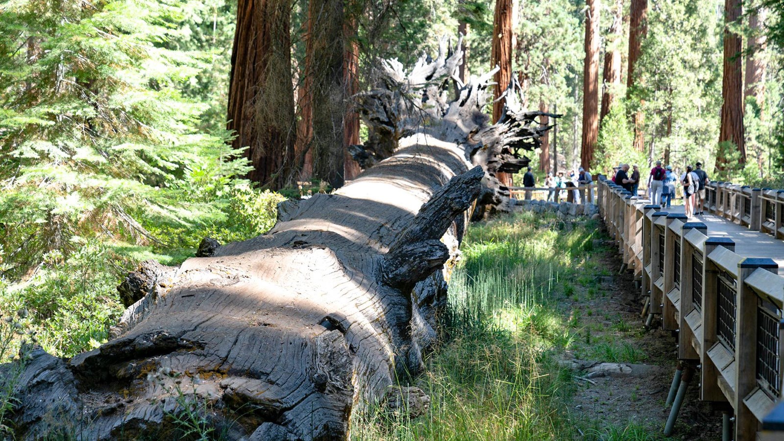 Dead and fallen sequoia on the ground near a boardwalk