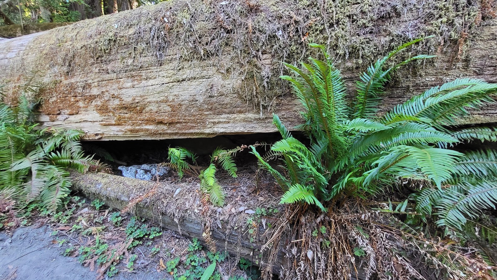 A large redwood log, split along its length and a small chunk of cement and ferns growing from it.