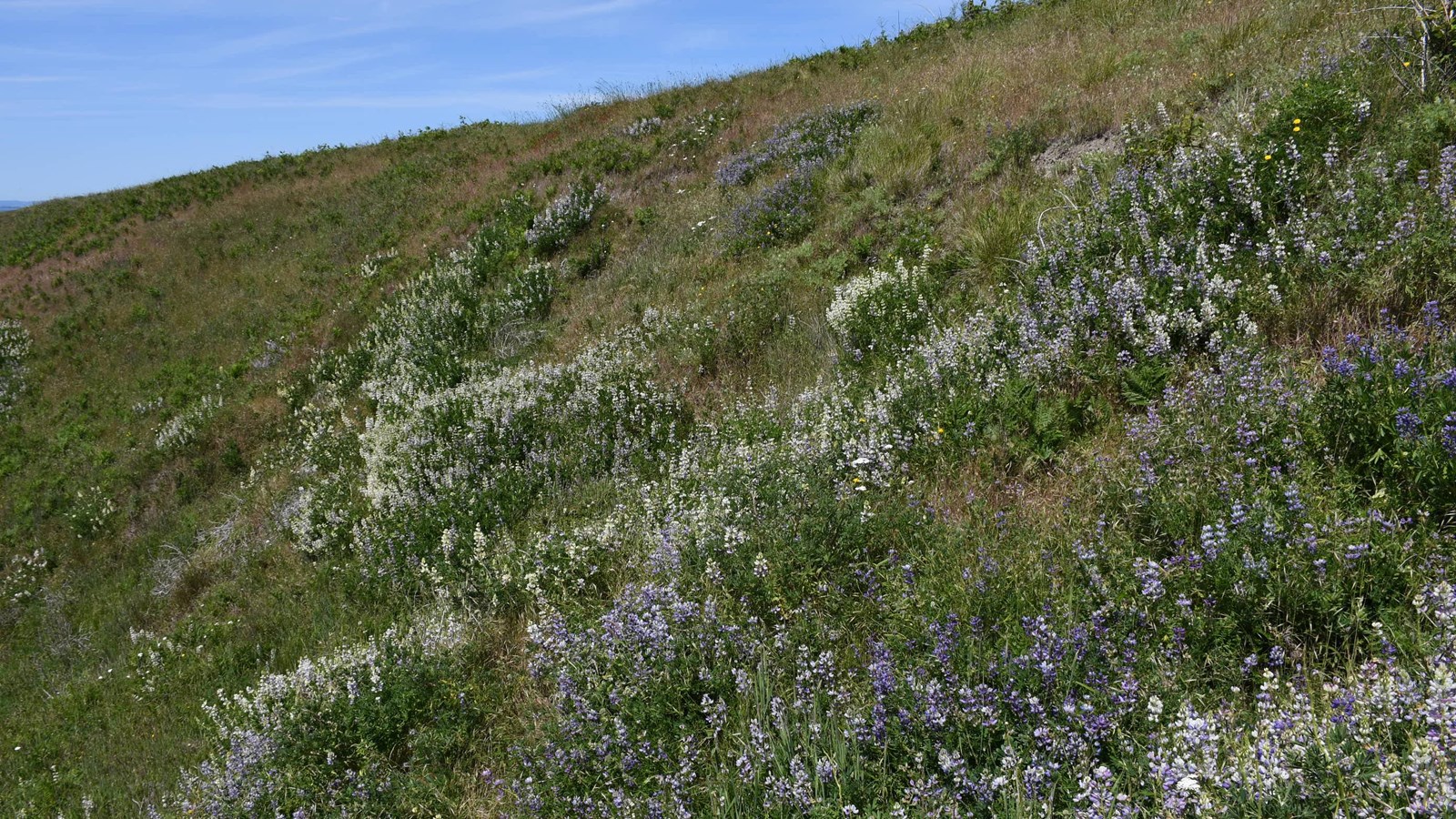A green grass field with lots of white and purple flowers, blue sky in the background