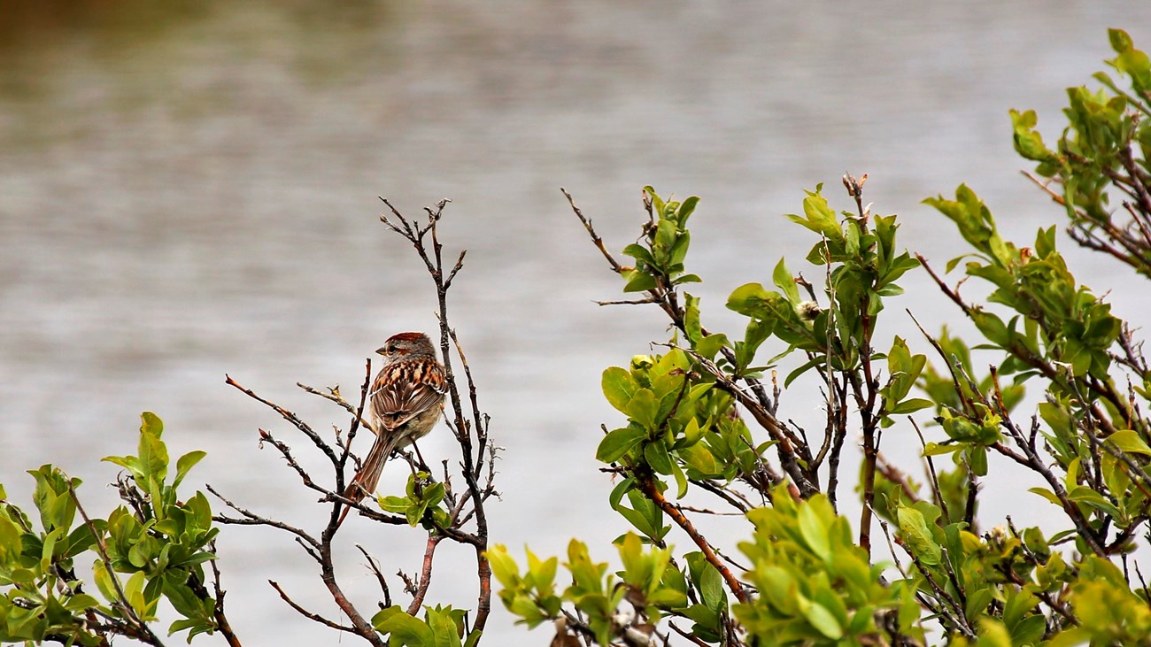 small brown bird sits on branch with calm water in the background