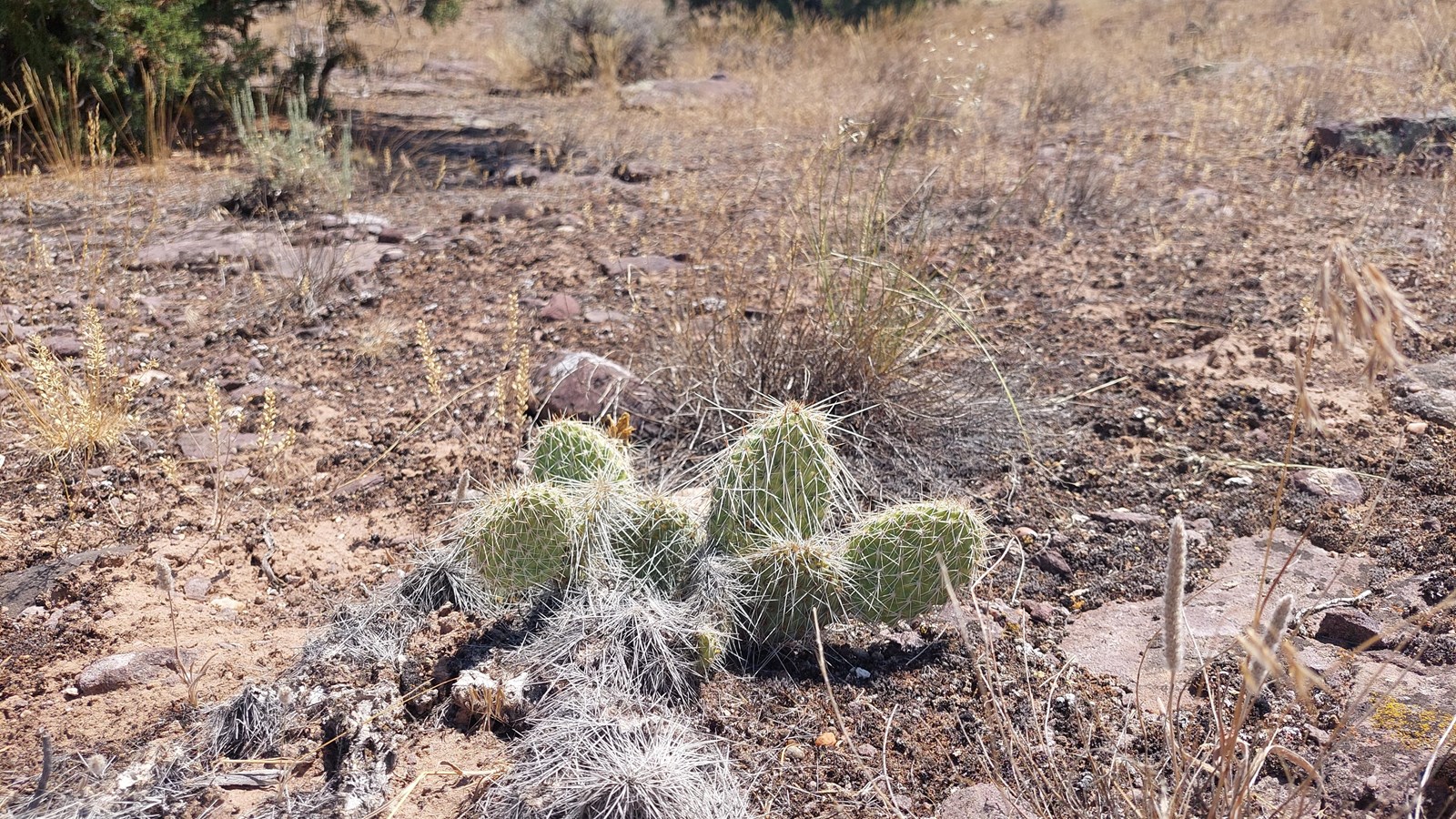 A small cactus with multiple lobes covered in spines.