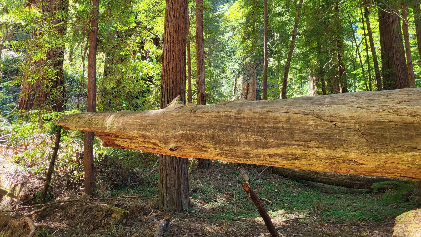 A redwood log is shown elevated above the forest floor surrounded by other trees.