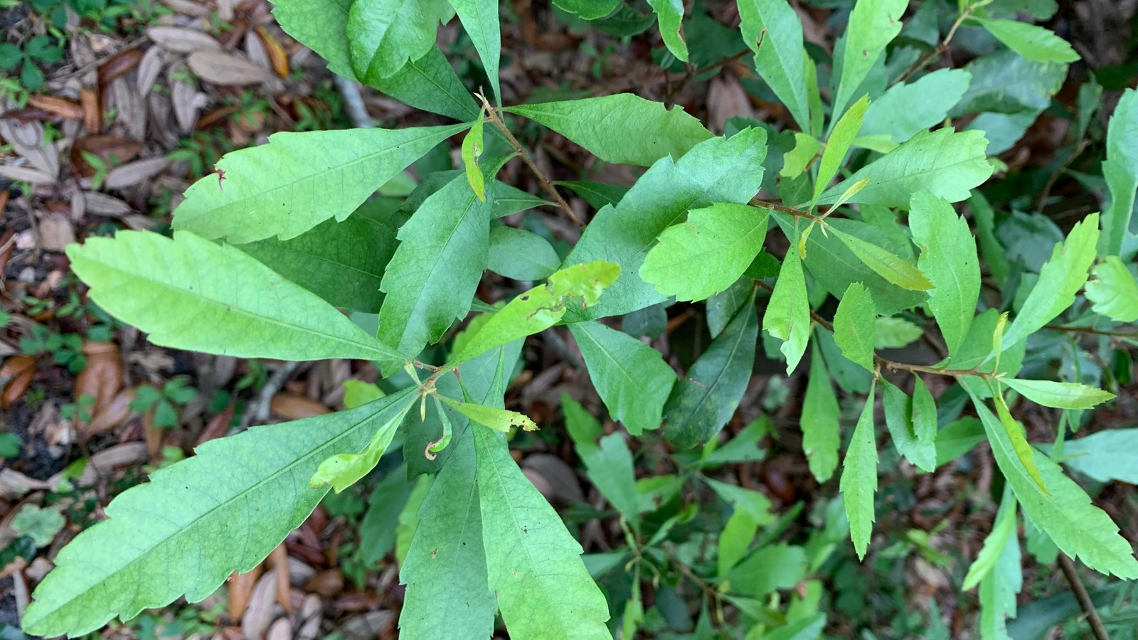 A plant with small, elongated and slightly toothed leaves.