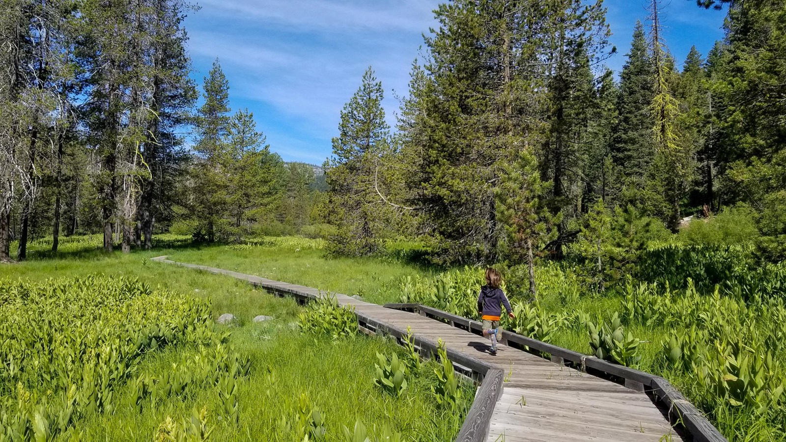 A child runs on a boardwalk through a green meadow lined by conifers.