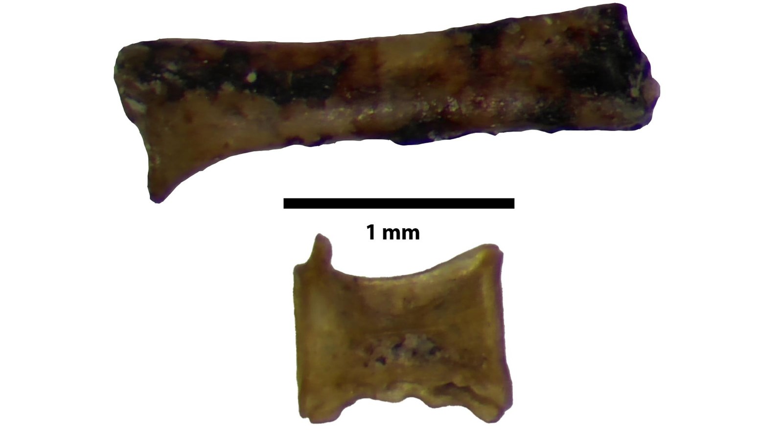 Close up of two brown rectangular fossils, 1-2 mm in size