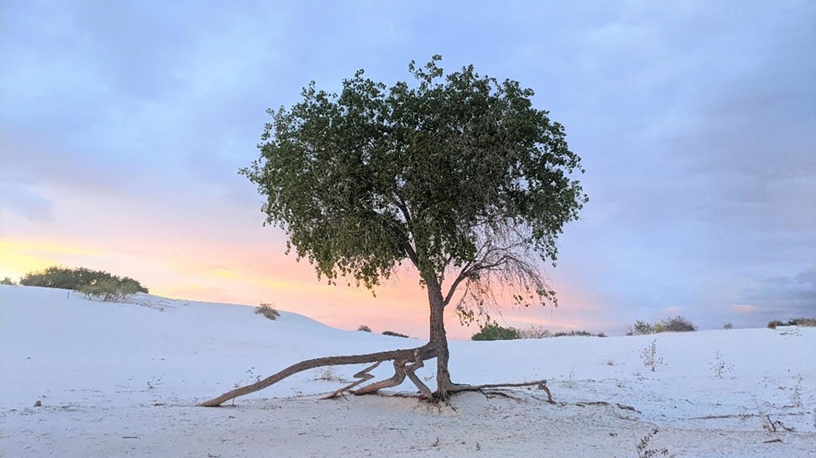 Rio Grande Cottonwood is out in the Gypsum sand during a cloudy but slightly orange sunset