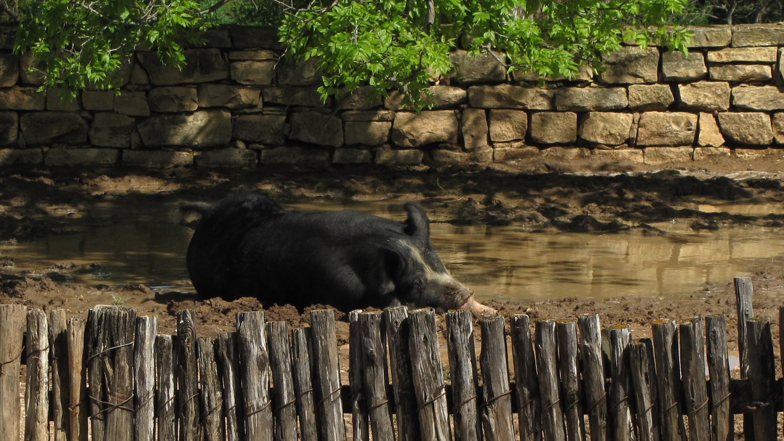 In a muddy pen behind a simple wooden fence, a large, dark pig lies on its side in the shade.