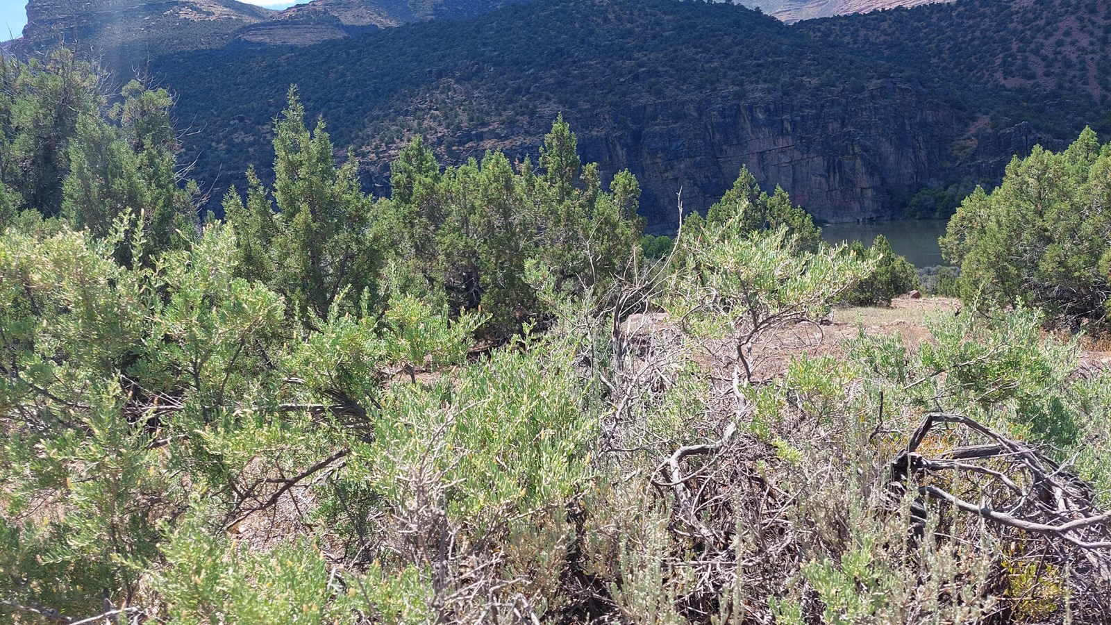 Green shrubs with waxy leaves growing throughout a desert landscape.