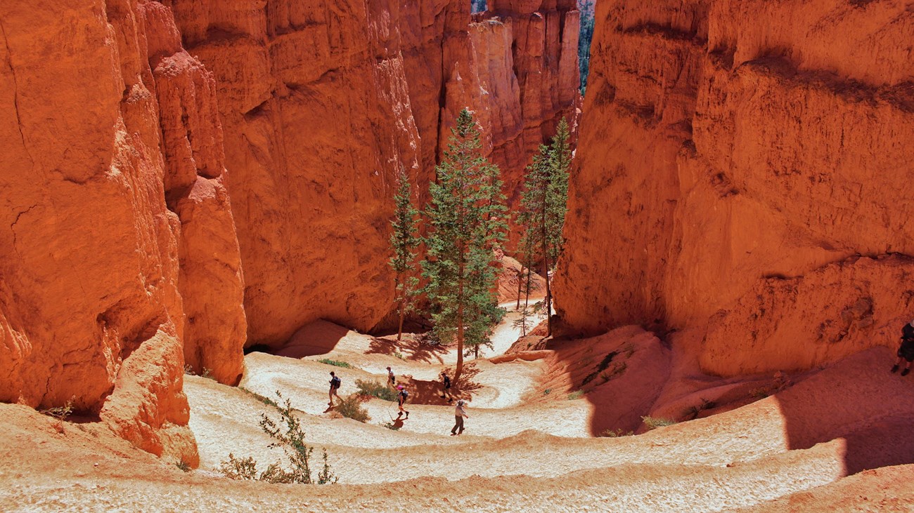 Hikers descend sandy switchbacks heading into a canyon of red rock with trees