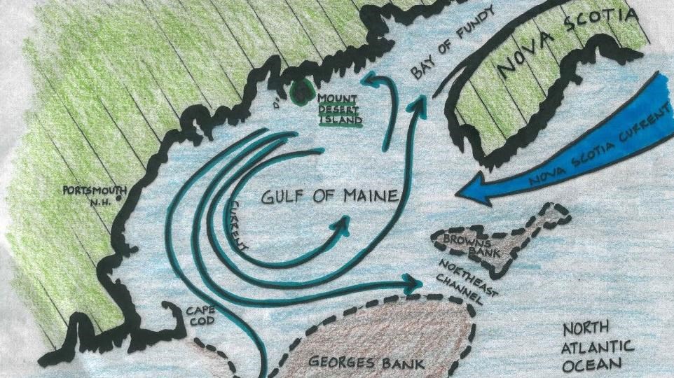 A diagram shows cold water currents getting trapped in the shallow Gulf of Maine.