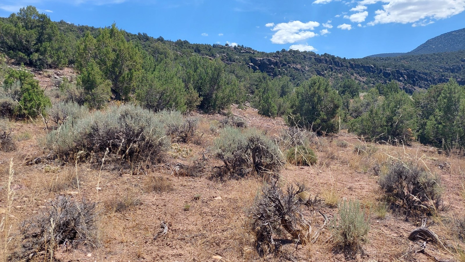 A dry desert clearing with grayish-green shrubs growing sparsely throughout.