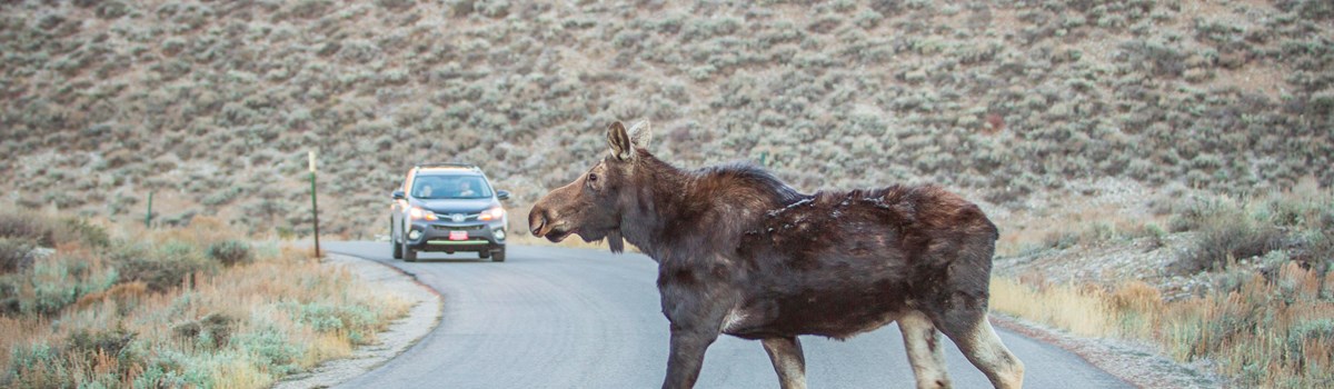 A moose walks across a road in front of a car.
