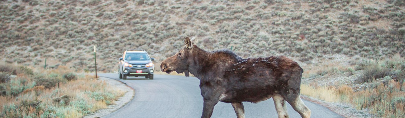 A moose walks across a road in front of a car.